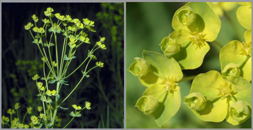 leafy spurge